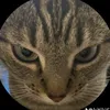 halimeow39