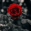 zainabemad585