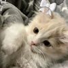 vlog62534