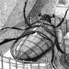 .dr_cockroach