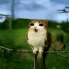 meowlmybeloved