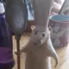 tnvcckl