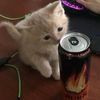 cola80801