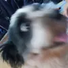 gsharporaflat8