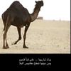 zlp_411