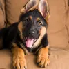 german.shepherd.l