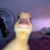 pablo2005_120