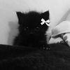 lina_85636