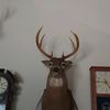 deerhorn44