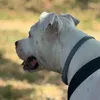 leo_54605