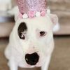 bellathepittiepri