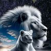 nasimfmtop
