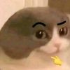 scrapycocco1