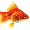 goldfish757