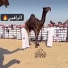 saad.saad5333