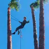 tree.climbing.sic