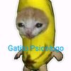 gatitopsicologo56