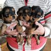 yorkies.for.adopt4