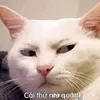 bui_tan_cuk