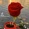 seidmohammed830
