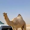 hadi.alajmi25