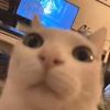 enri_23