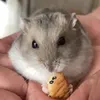 まつぽん