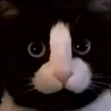 bonaobra_16
