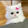 itssssslestii