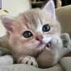 aromijcoufn