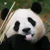 Hawnglee