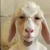 gongozales1