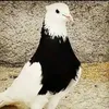 muamad32