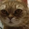 catmasya8