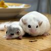 papadormice.mdn