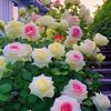 rosemary7775