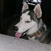 beezer21_87