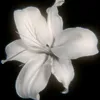 .8lilly8