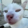 dariabarkova