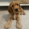 kobsthespaniel