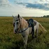 oscar.el.llanero
