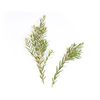 teatreebath