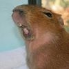 capybarasrdabest