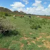 danheli1
