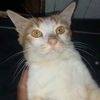 tamz2231