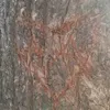 angel.uccelli