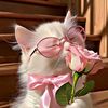 tamanna.akhter680