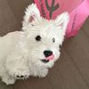 dobee_i