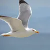 krytoi_bloger