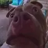tua.ak.tua